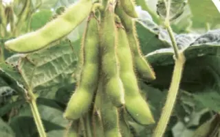 Maxus / Максус