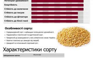 Niagara / Ніагара