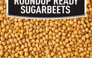 NS Maximus / НС Максимус