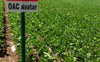 OAC Avatar / ОАЦ Аватар