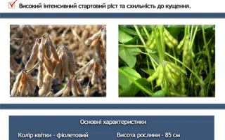 OAC Strive / ОАЦ Страйв