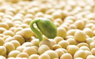 Перепілочка