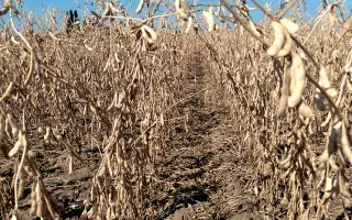 Південна Зоря