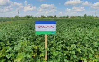 Pоcahontas / Покахонтас