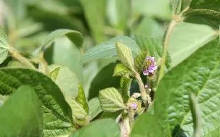 Regina / Регіна