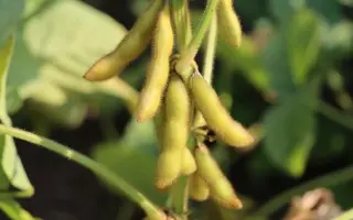 RGT SAKUSA / РЖТ САКУЗА