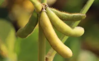 RGT SALSA / РЖТ САЛЬСА