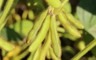 RGT SIGMA / РЖТ СІГМА