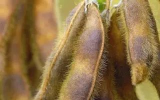 RGT SIROCA / РЖТ СІРОКА