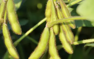 RGT SPHINXA / РЖТ СФІНКСА