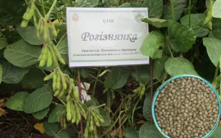 Рогізнянка