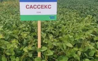 Sussex / Сассекс