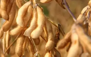 Sahara / Сахара