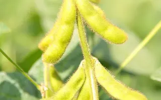 SG Kea / СГ Кеа