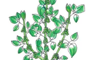 Siberia / Сіберія