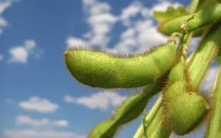 Sigalia / Сігалія