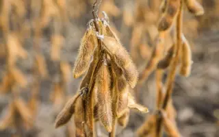 Silvia PZO / Сільвія ПЗО