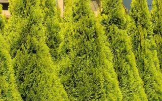 Smaragd / Смарагд