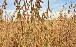 STINE 12N23 / СТАЙН 12Н23