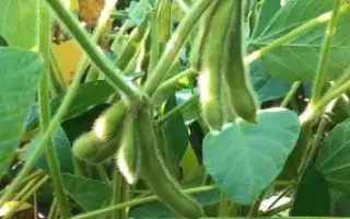 Stine 15I63 / Стайн 15І63