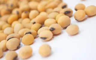 Sultana / Султана