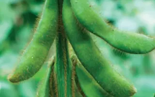 Aligator / Алігатор