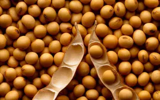 Amadeus / Амадеус