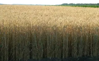 Balaton / Балатон