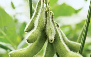 Bohemians / Богеміанс