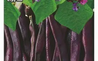 Violetta / Віолетта