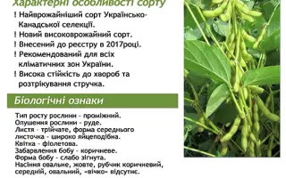 Голубка