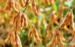 ES ADVISOR / ЕС АДВАЙЗЕР