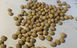 ES TENOR / ЕС ТЕНОР