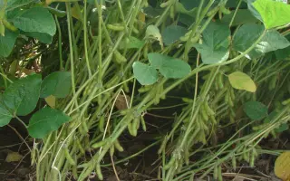 ES TRIBOR / ЕС ТРІБОР