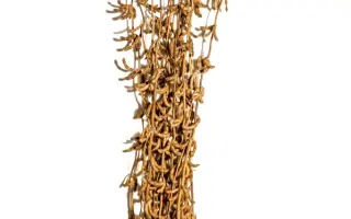 Kassidy / Кассіді