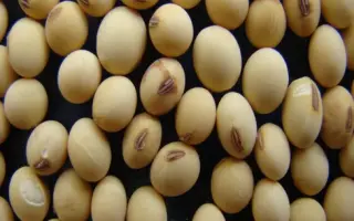 Korsak / Корсак