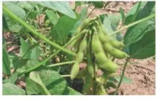 Мельпомена