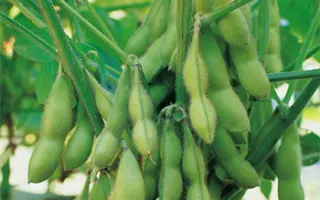 Moravia / Моравія