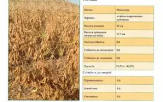 OAC Wallace / ОАС Валлас