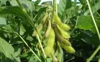 ОАС Champion / ОАС Чемпіон