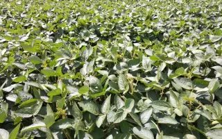 OAC Belgrave / ОАЦ Белграв