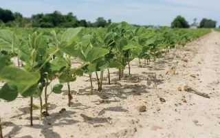 OAC Calypso / ОАЦ Каліпсо