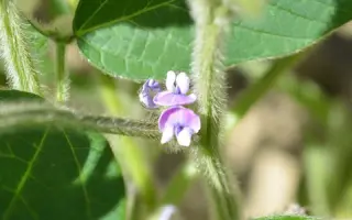 Opaline / Опалін