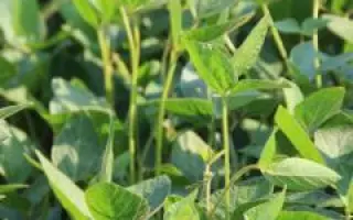 SG SR Picor / СГ СР Пікор