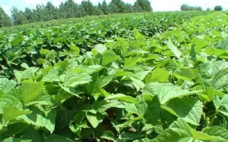 Солнечная / Сонячна