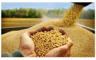 Харьковская зернокормовая / Харківська зернокормова