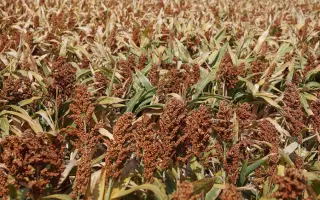 Херсонская 908 / Херсонська 908