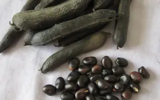 Чорнобурая / Чорнобура