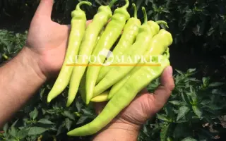 Angara / Ангара