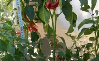 Берегівський